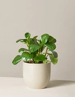 Baby Rubber Plant