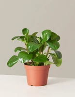 Baby Rubber Plant