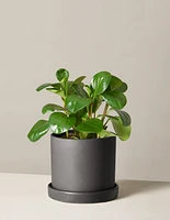Baby Rubber Plant