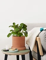 Baby Rubber Plant