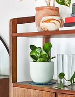 Baby Rubber Plant