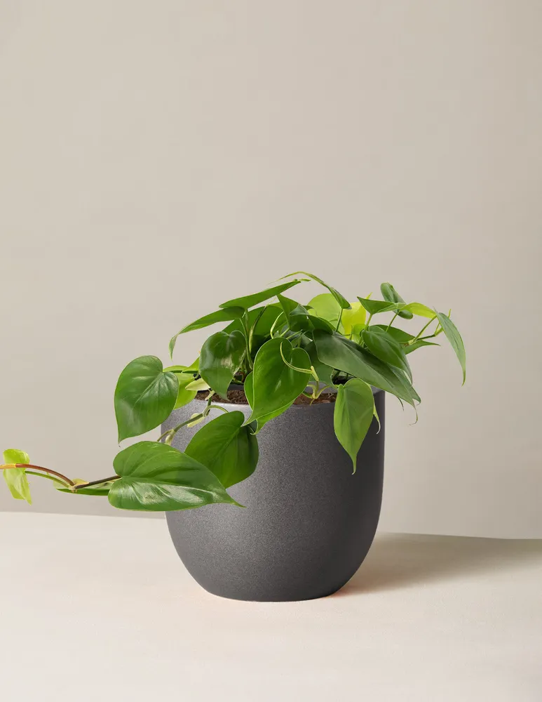 Philodendron Green