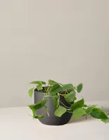 Philodendron Green