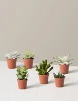 Succulent Assortment