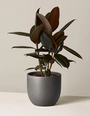 Ficus Burgundy