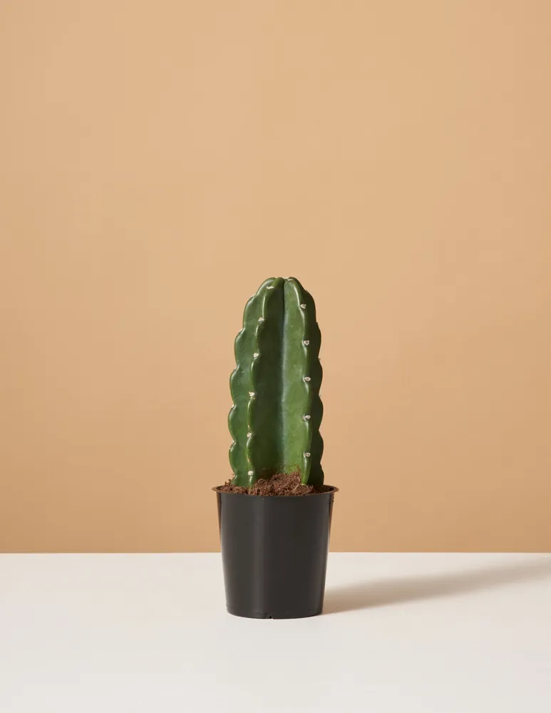 Cuddly Cactus - Small / Grow Pot / Plastic