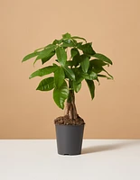 Money Tree Plant