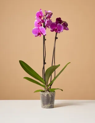 Purple Orchid