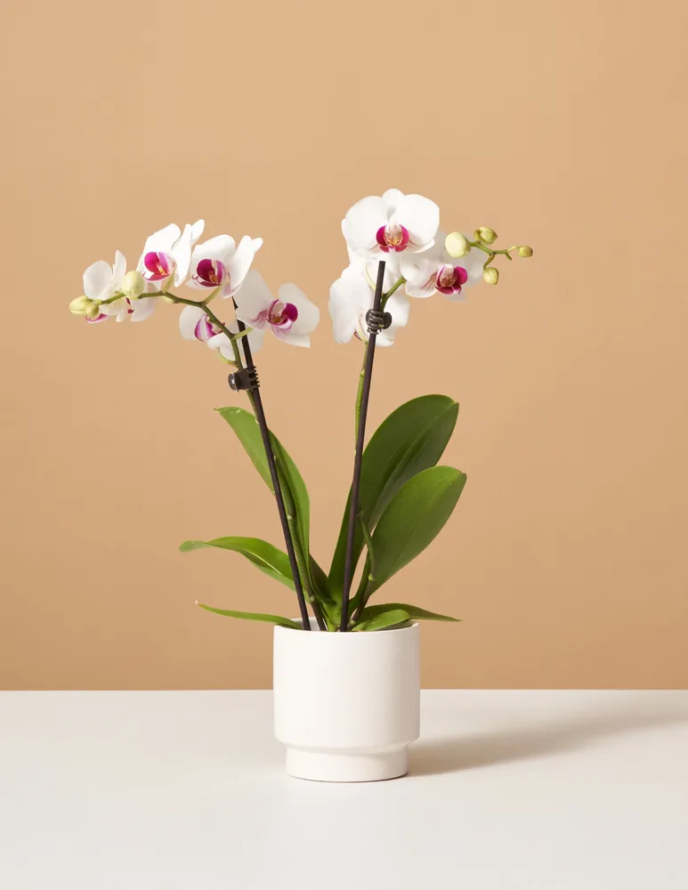 Petite White Orchid