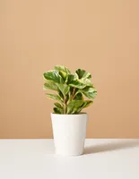 Peperomia Green Gold