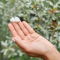 Vanilla Sage Cream Deodorant