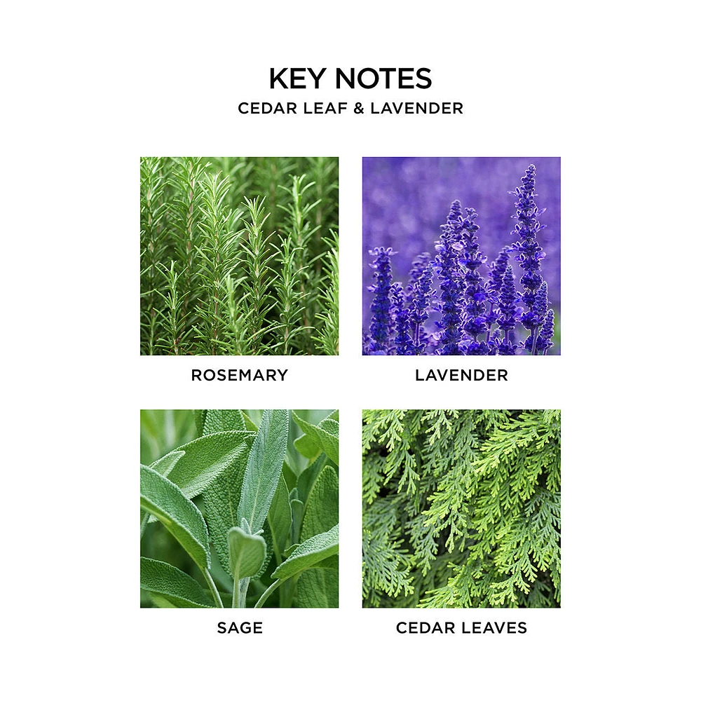 Cedar Leaf and Lavender Reed Diffuser