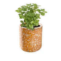 Terracotta Plantable Candle