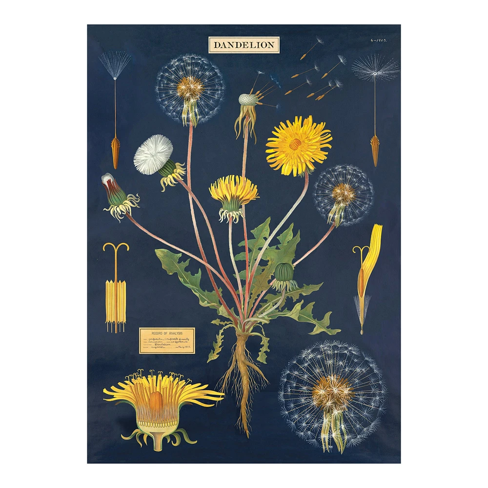 Decorative Wrap - Dandelion Chart