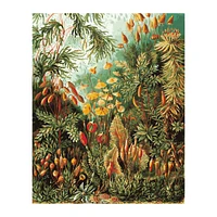 Paint by Numbers Kit - "Muscinae, Haeckel"