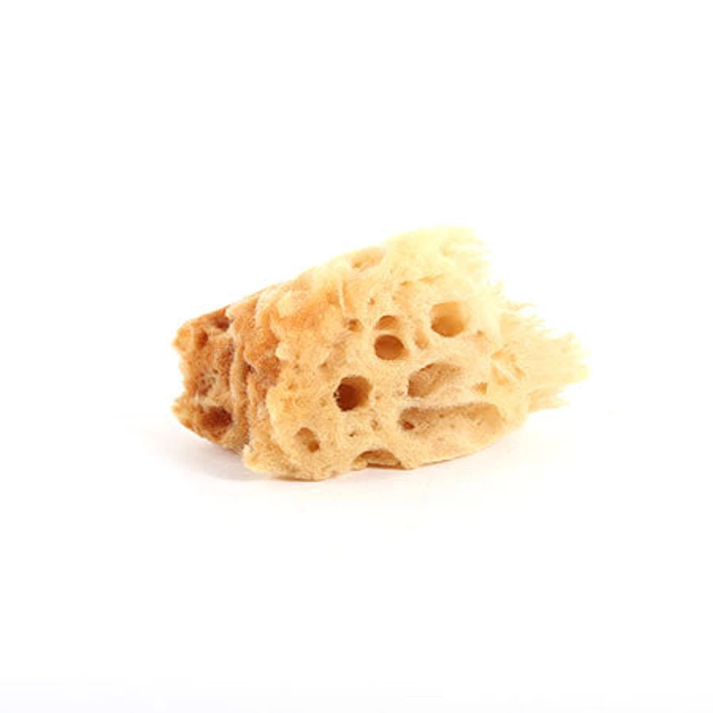 Medium sea sponge