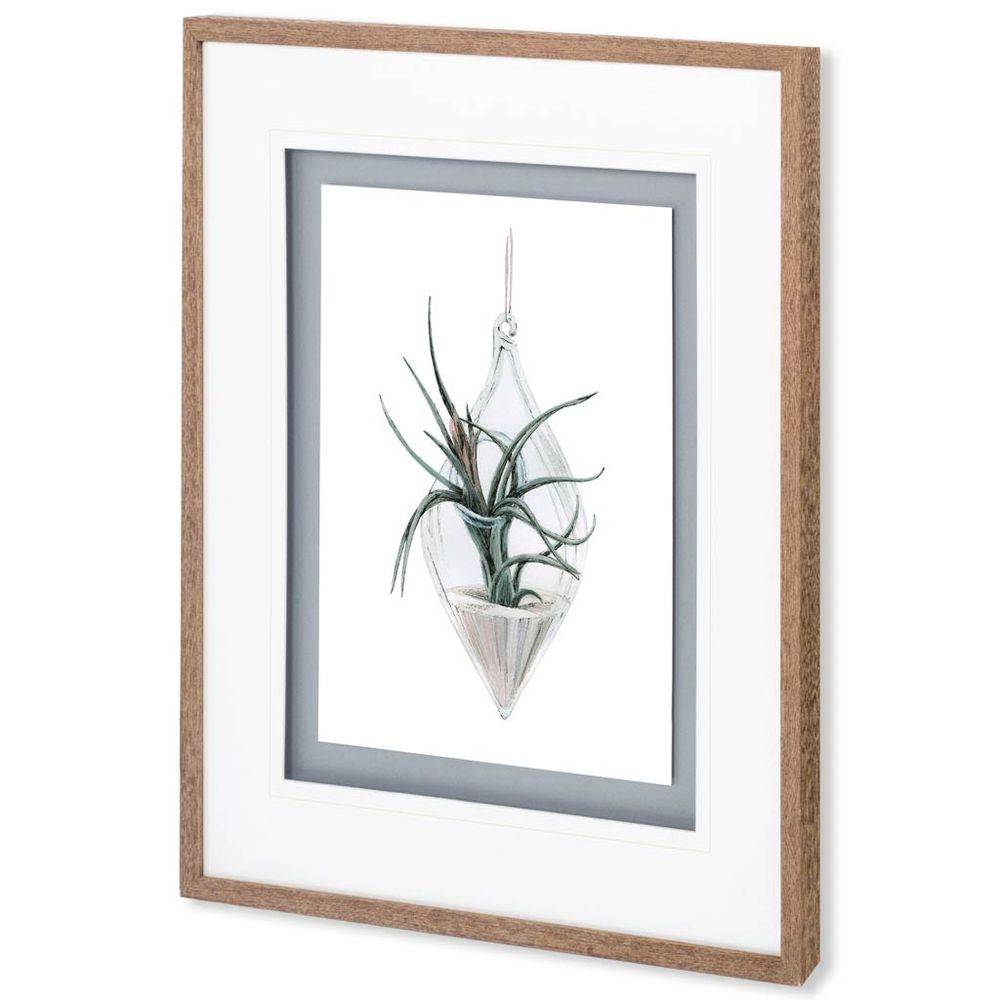 Air Plant Series