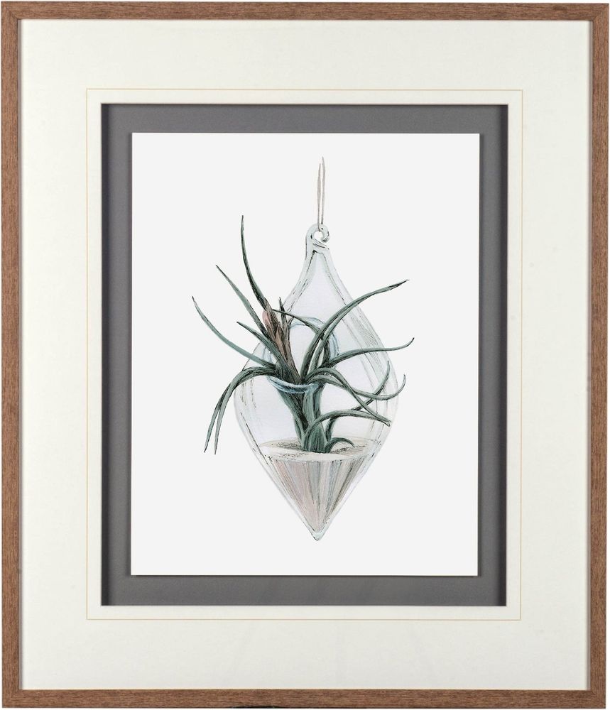 Air Plant Series