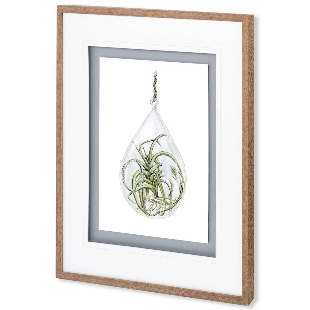 Air Plant Series