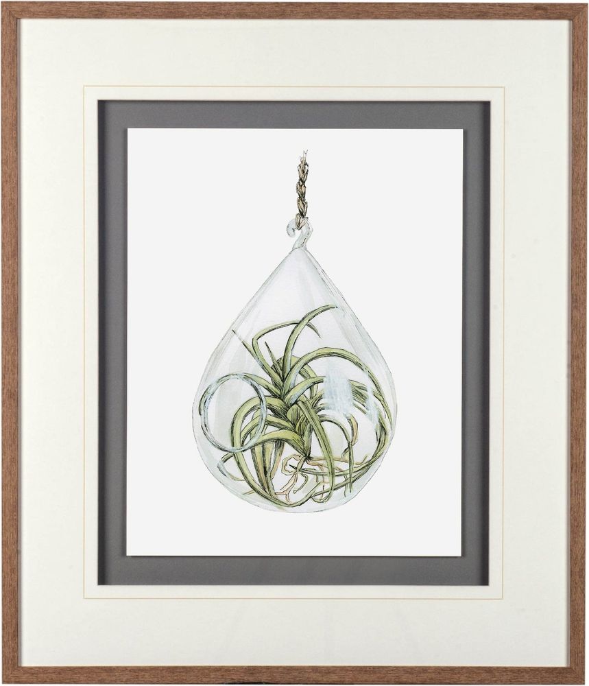 Air Plant Series