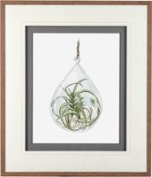 Air Plant Series