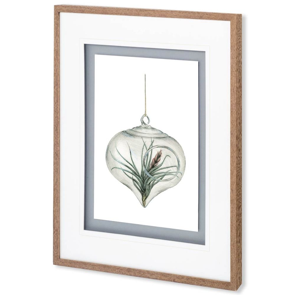 Air Plant Series