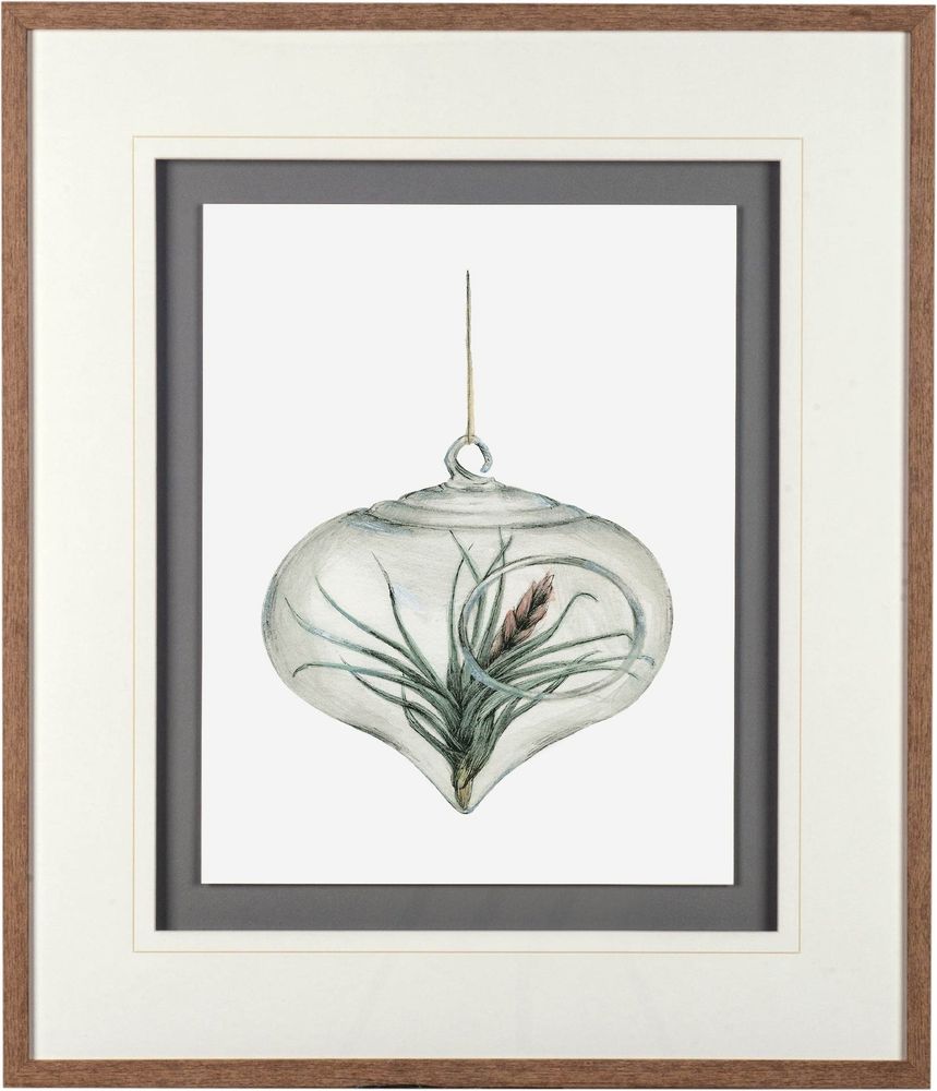 Air Plant Series