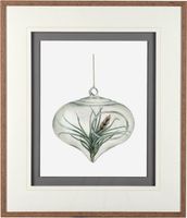 Air Plant Series