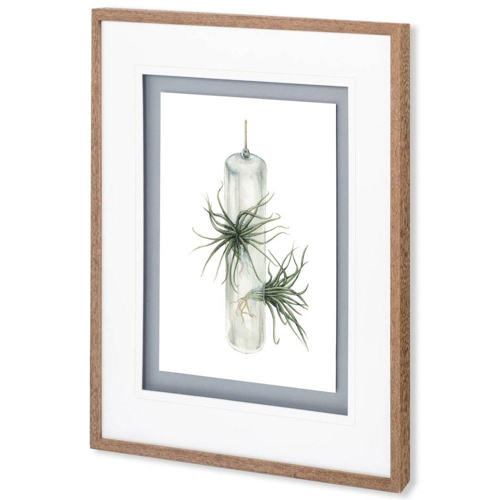 Air Plant Series