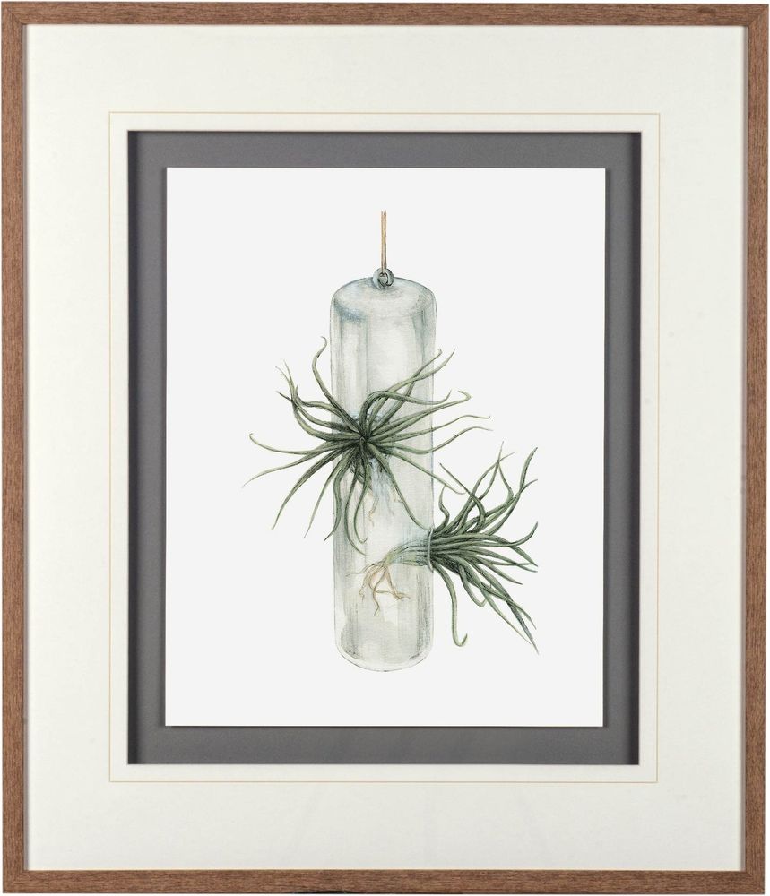 Air Plant Series