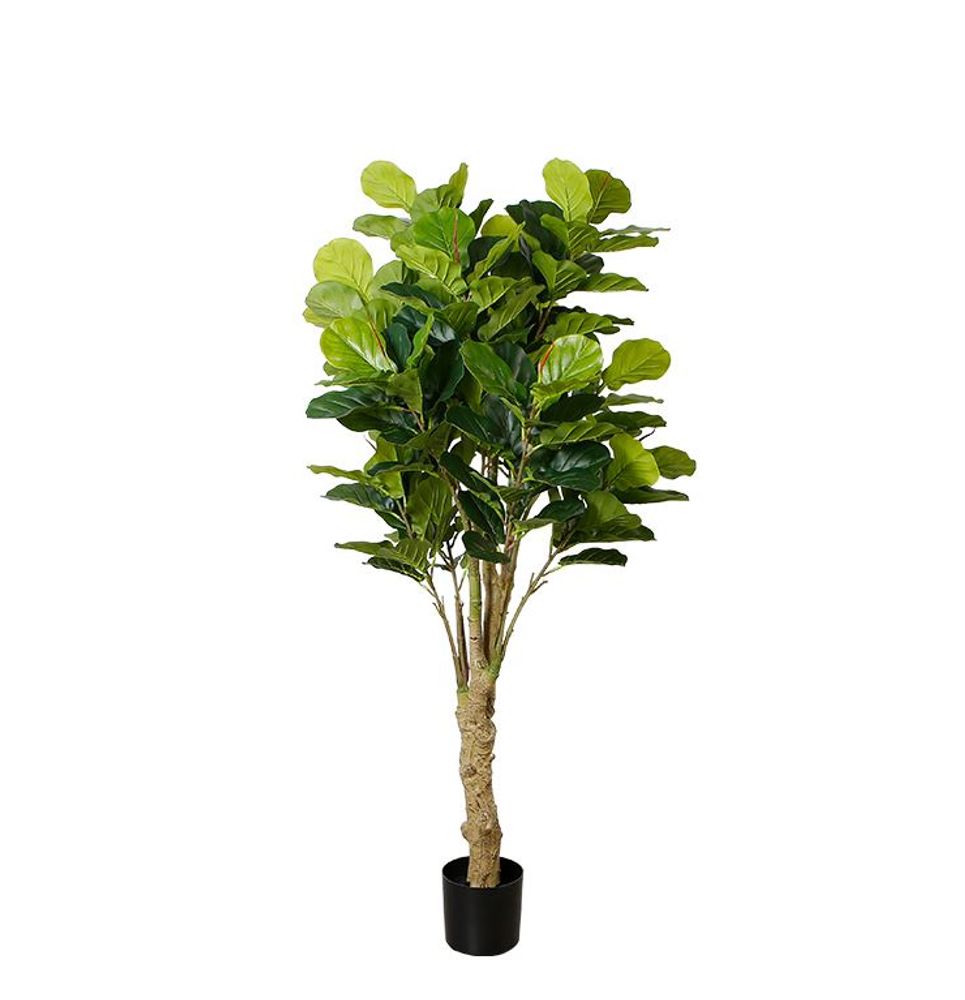 Fiddle Leaf Fig Faux Plant 185cm/ 72.8"