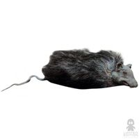 Rev Figura Rata Animales By Rev - Limited Edition