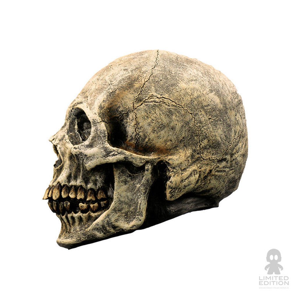 Saldos: Ghoulish Productions Human Skull By Rev - Limited Edition