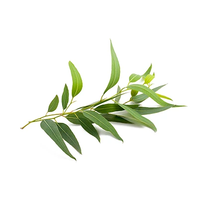 EUCALYPTUS