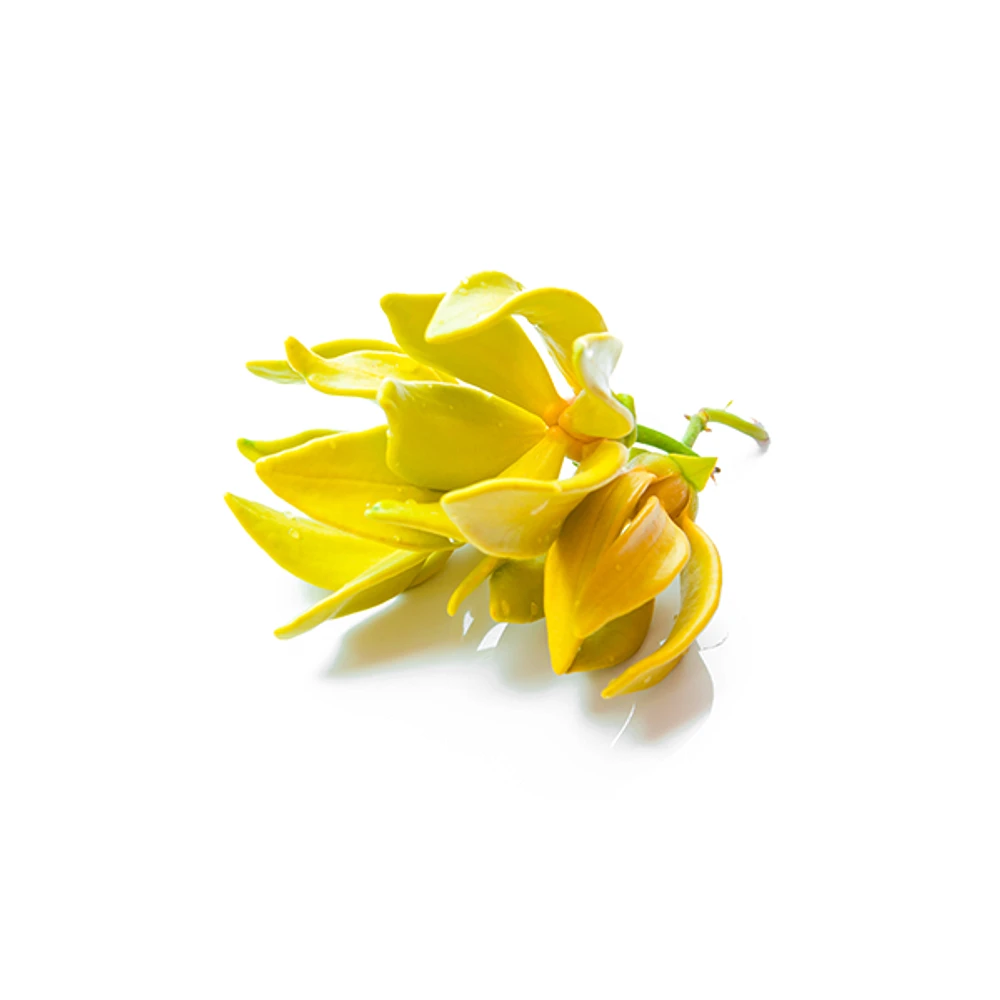 YLANG YLANG