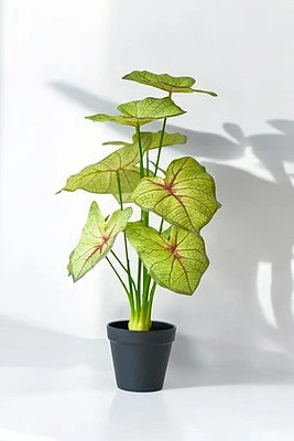 CALADIUM PLANT LT. GRN/RED