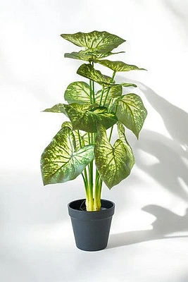 CALADIUM PLANT GR/WHT