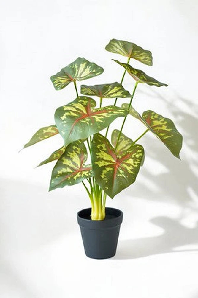CALADIUM PLANT GRN/RED