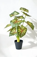 CALADIUM PLANT GRN/RED