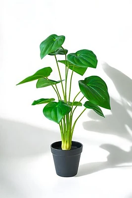 MONSTERA PLANT GREEN