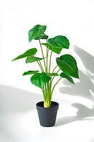 MONSTERA PLANT GREEN