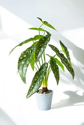 ALOCACIA PLANT GRN/WHT DOTS