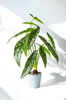 ALOCACIA PLANT GRN/WHT DOTS