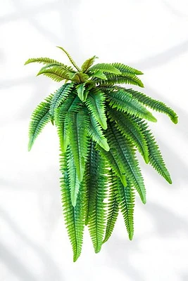 FERN BUSH 40"