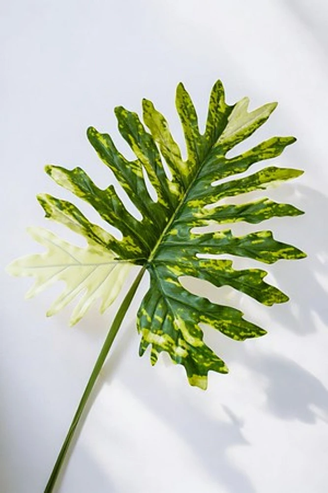 PHILODENRON LEAF 105CM GRN/WHT