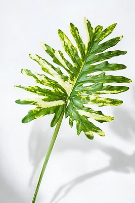 PHILODENRON LEAF 98CM GRN/WHT