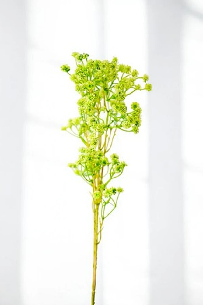 BABY BREATH GREEN