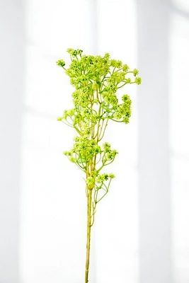 BABY BREATH GREEN