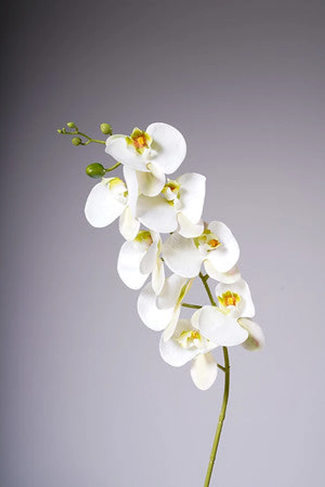 35" PHALAENOPSIS SPRAY WHITE