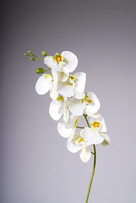 35" PHALAENOPSIS SPRAY WHITE